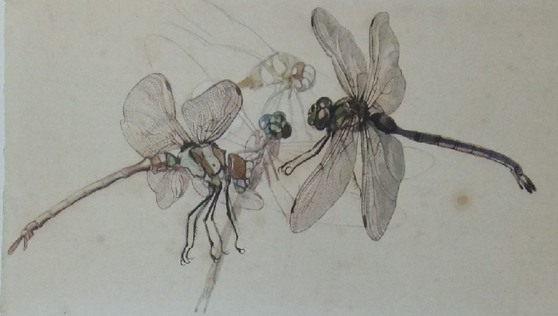 Imagen de portada del libro Apuntes de Historia Natural