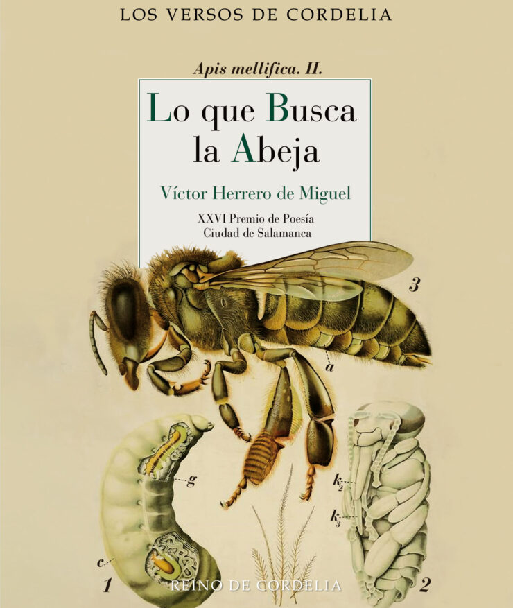 Imagen de portada del libro Lo que busca la abeja