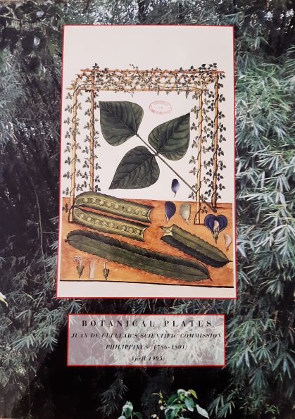 Imagen de portada del libro Botanical plates : Juan de Cuellar's Scientific Commission, Philippines (1786-1801)