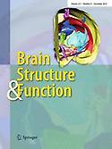 Imagen de portada de la revista Brain Structure and Function